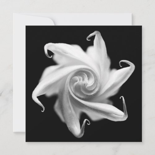 datura flower bud invite