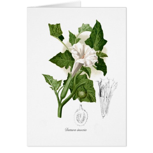 Datura inoxia cards (Front)