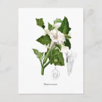 Datura inoxia postcard | Zazzle