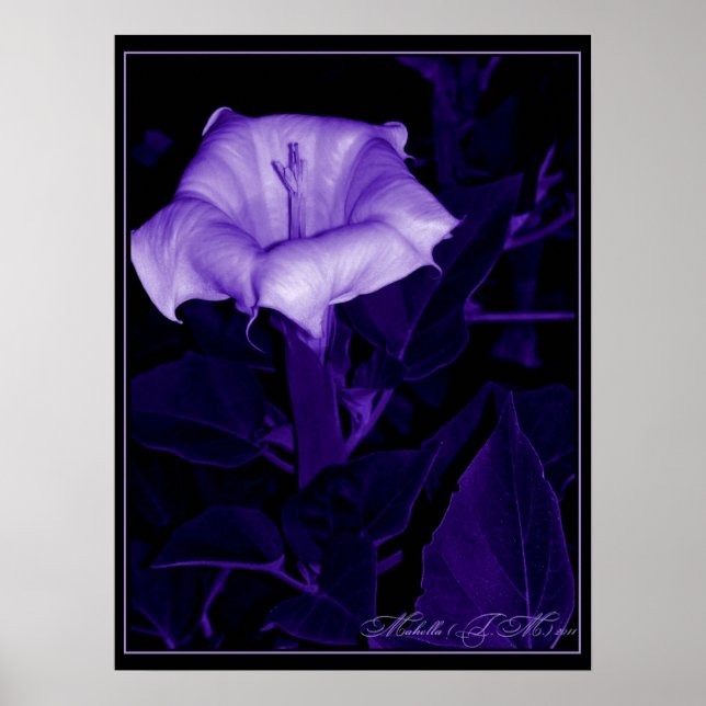 Datura Mystica 3 Poster (Front)