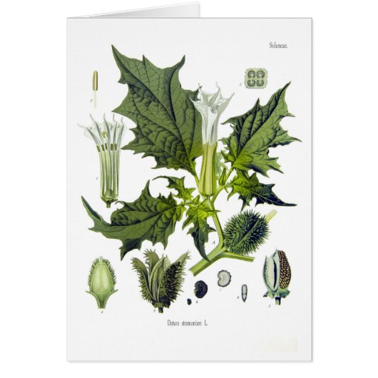 Datura stramonium cards (Front)