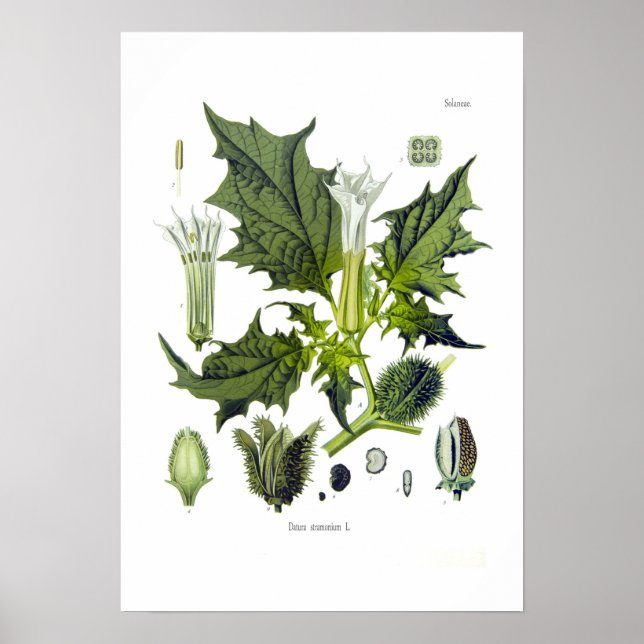 Datura stramonium poster (Front)