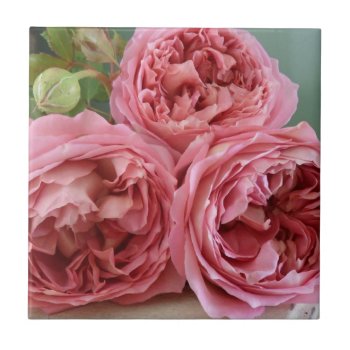 David Austin English Roses Heritage Old Fashioned  Tile by DarkChocolateQueen at Zazzle