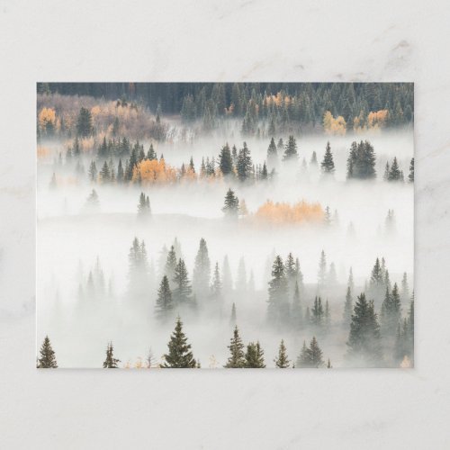 Dawn Ground Fog Covers Mountain Forest Postcard