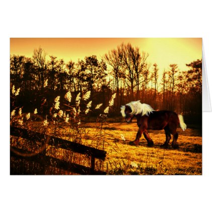 Dawn pony card