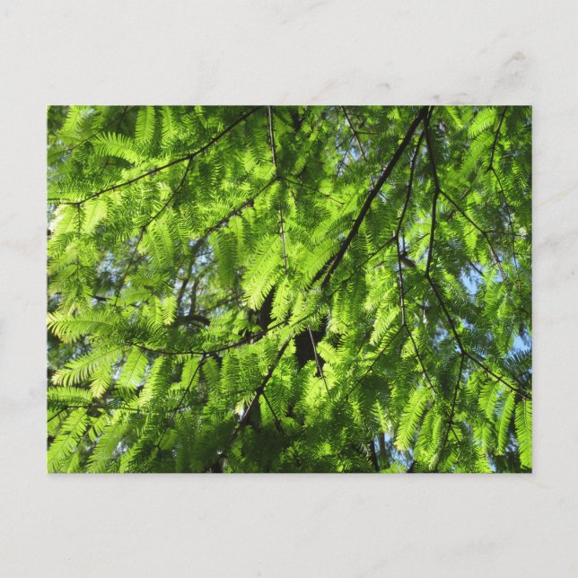 Dawn Redwood (Metasequoia) Postcard (Front)