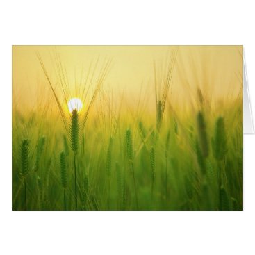 Dawning Freedom Dawning Freedom