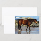 Daxrtmoor pony on remote beach in south Devon (Front/Back)