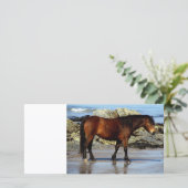 Daxrtmoor pony on remote beach in south Devon (Standing Front)