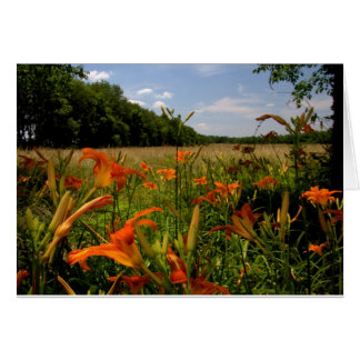 Day-Lilies Along A Field Of Tall Grasses Cards