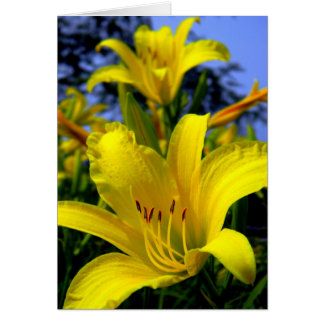 Day Lily Card