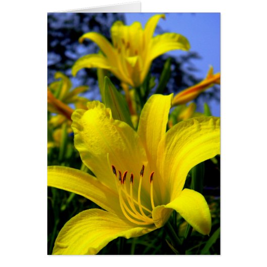 Day Lily Card (Front)