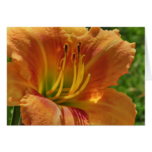 Day Lily No. 1 Cards (Front Horizontal)