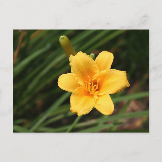Day Lily Postcard (Front)