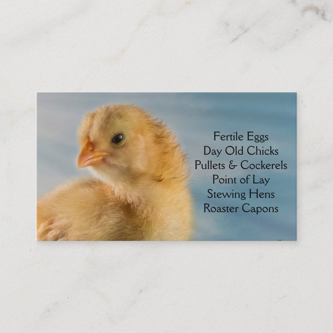 Day Old Chick - Layers or Broilers Farm Business Card | Zazzle