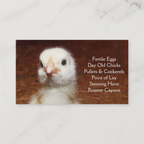 Day Old Chick - Layers or Broilers Farm Business Card Templates