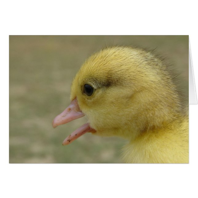 Day Old Muscovy Duckling Cards (Front Horizontal)