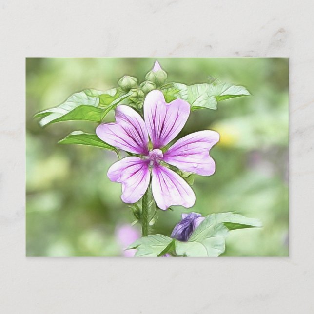 Daybreak - Mallow Flower Postcard (Front)