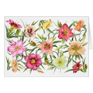 Daylilies All Over Cards