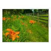 Daylilies along fenceline (Front Horizontal)