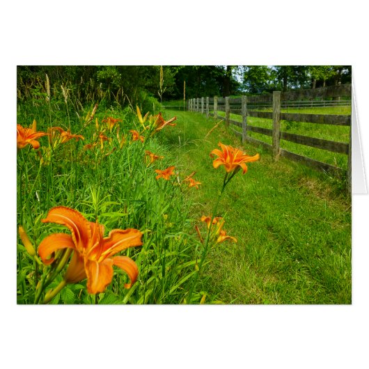Daylilies along fenceline cards (Front Horizontal)