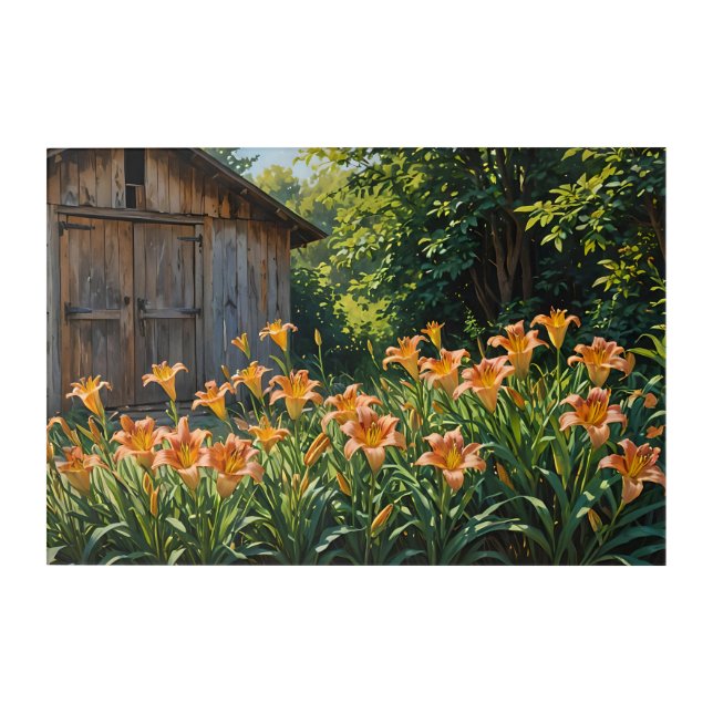 Daylilies and Shed Acrylic Print (Front)