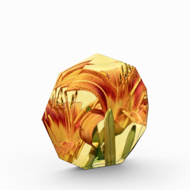 Daylilies - Hemerocallis Award (Left)