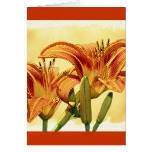 Daylilies - Hemerocallis Cards