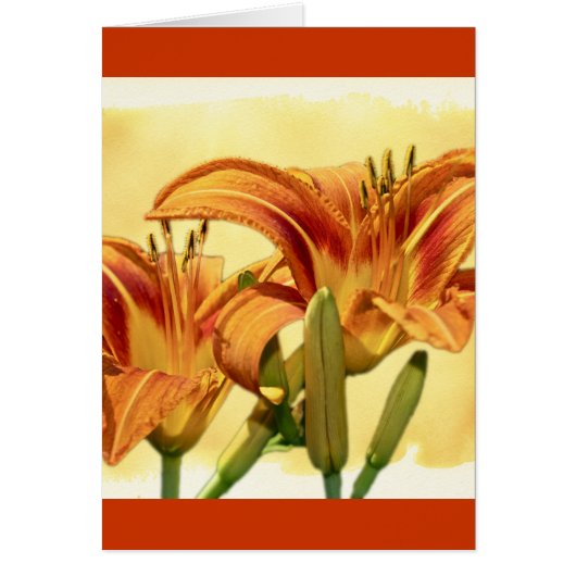 Daylilies - Hemerocallis Cards (Front)