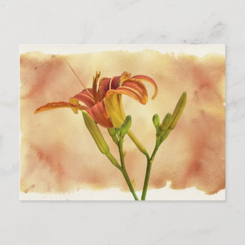 Daylilies _ Hemerocallis Postcard