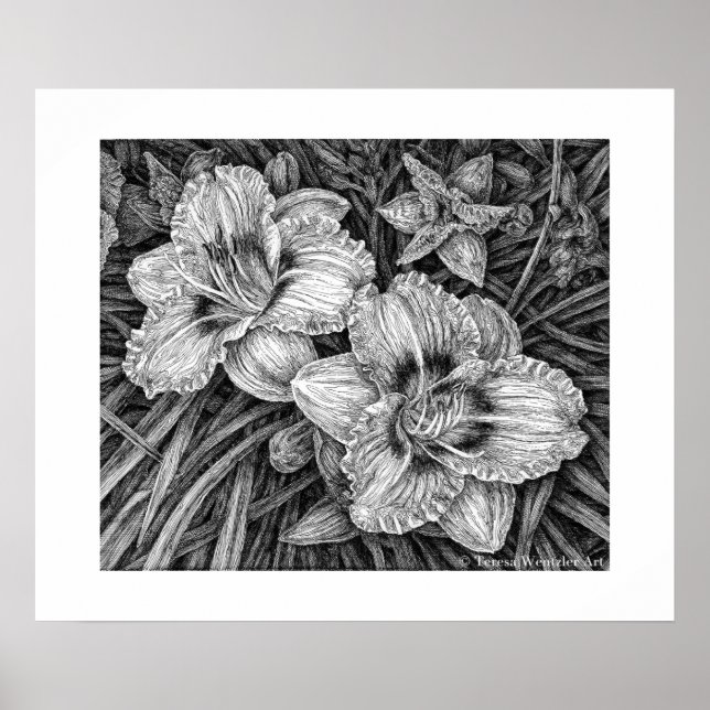 Daylilies Pen Drawing Poster (Front)