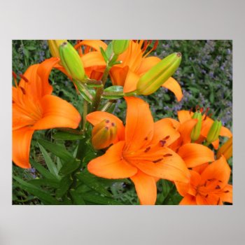 Daylilies Poster by Rinchen365flower at Zazzle