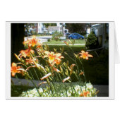 daylillies (Front Horizontal)