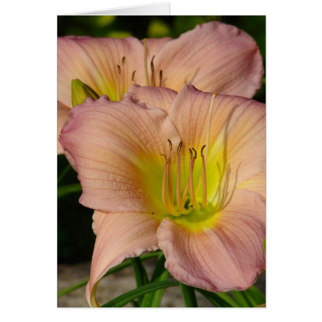 Daylillies Cards (Front)