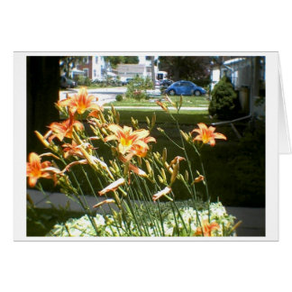 daylillies cards