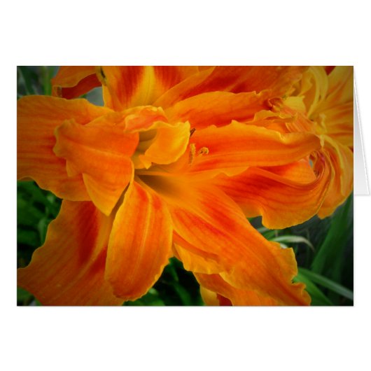 Daylily 08 cards (Front Horizontal)