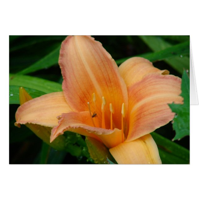 Daylily 2 cards (Front Horizontal)