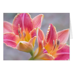Daylily Art Cards