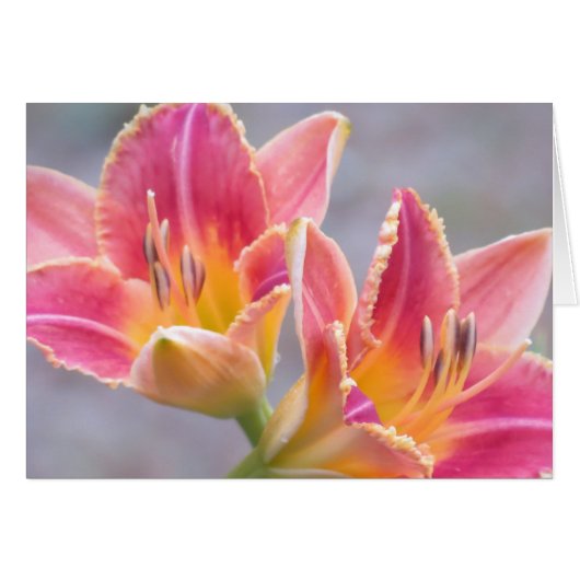 Daylily Art Cards (Front Horizontal)