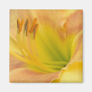 DAYLILY "Blond Baby" --- Yellow green orange. Magnet