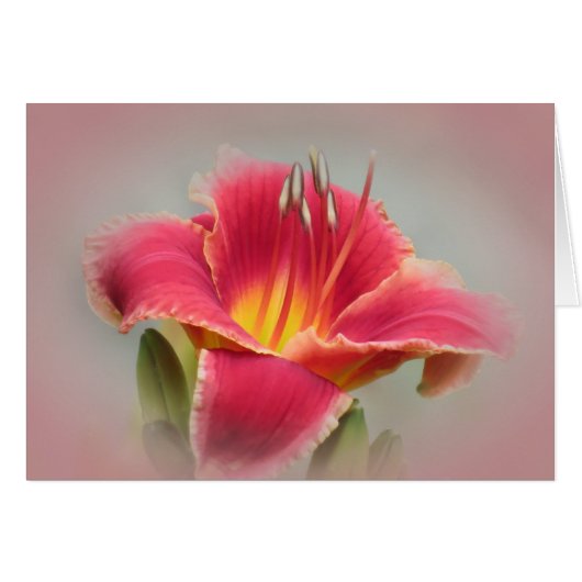 Daylily Blush Cards (Front Horizontal)