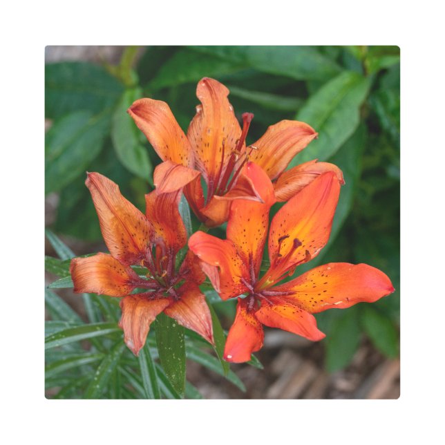 Daylily Botanical Print, Canadian Photography Metal Print (Front)