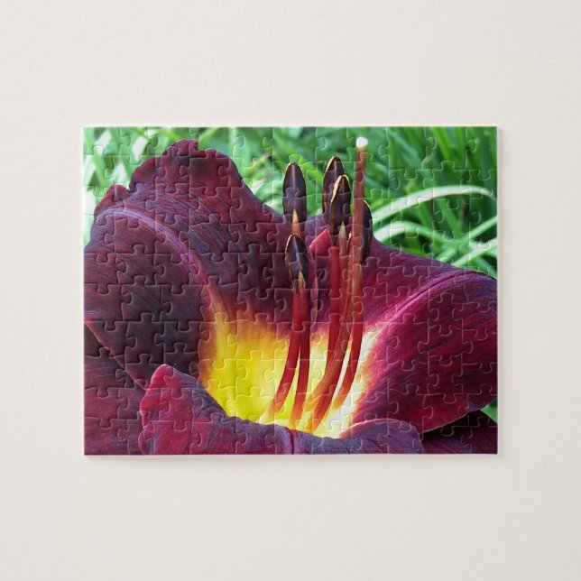 DAYLILY "Dominic" B Dark Wine. Jigsaw Puzzle (Horizontal)