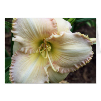 Daylily Dreaming Cards