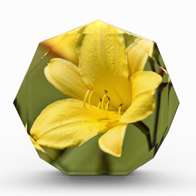 Daylily flower acrylic award (Front)