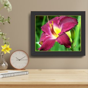 Daylily Flower Close Up Framed Art