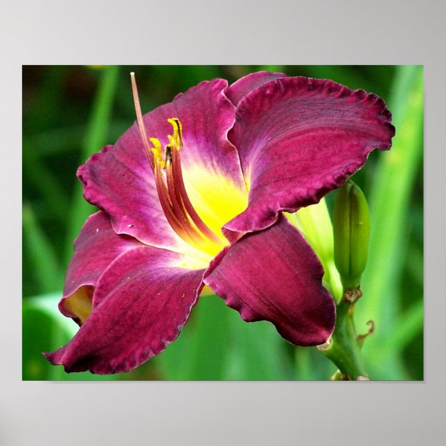 Daylily Flower Close Up Poster (Front)