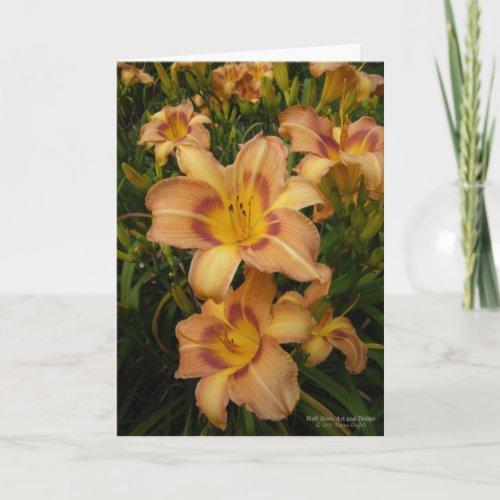 Daylily Flower  Light Terra Cotta Darker Eye 2  Card