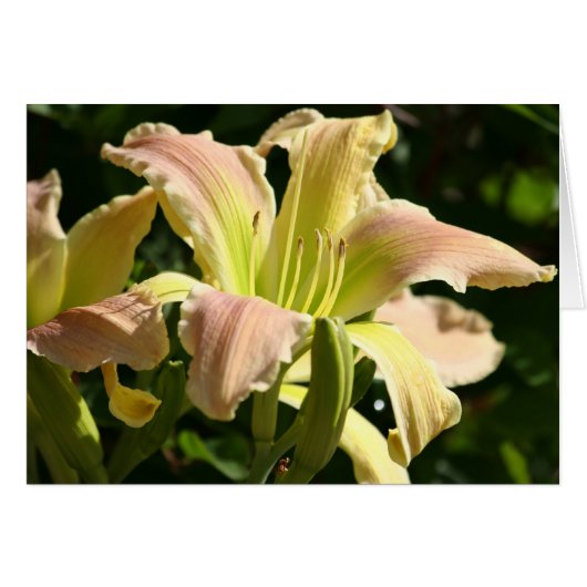 Daylily 'Frog's Eye' Cards (Front Horizontal)
