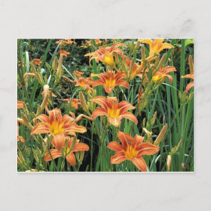 Daylily Garden / Orange Lily Flowers Photograph Postcard